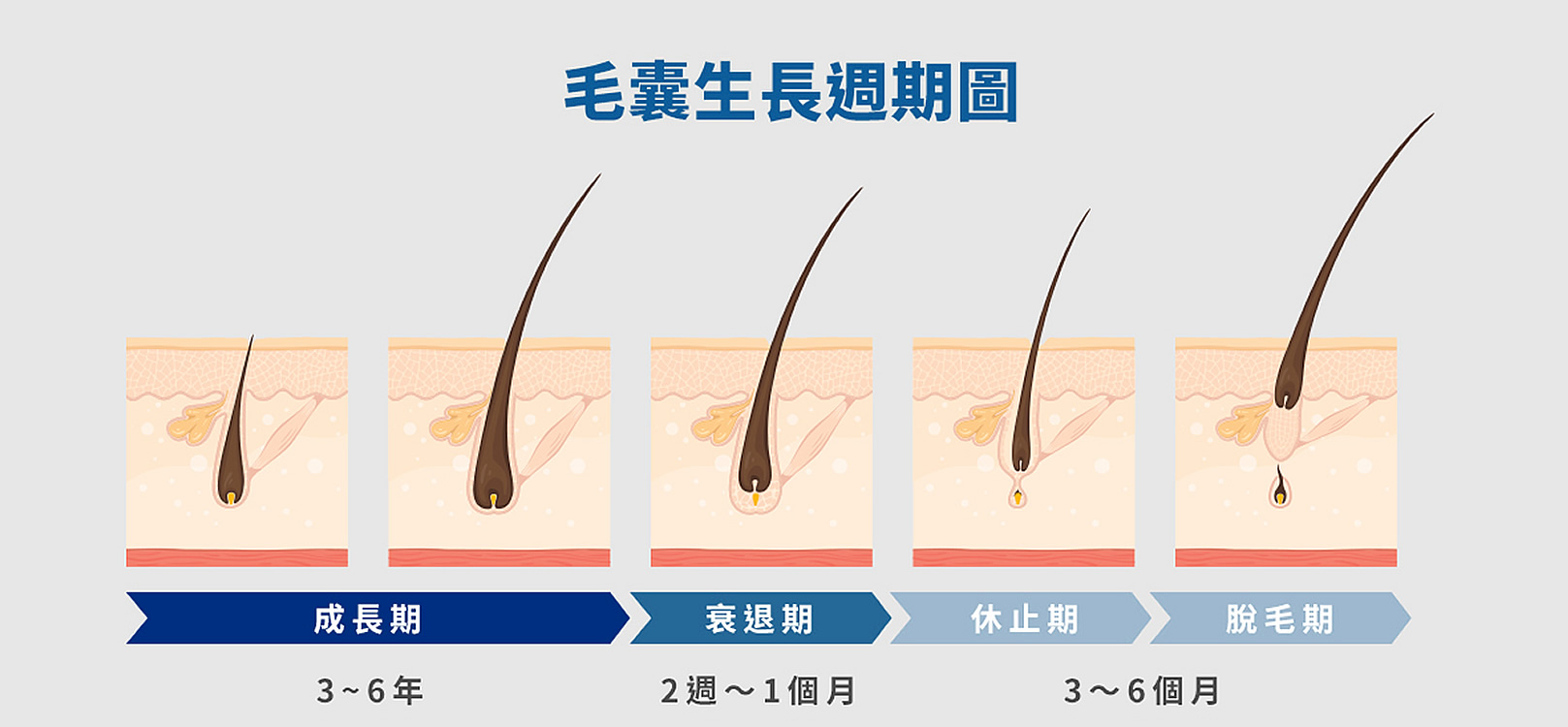 韓后醫美 Exosomes 韓國外泌體 毛囊脫落不可逆，養髮要趁早。毛髮生長週期：生長期、衰退期、休止期