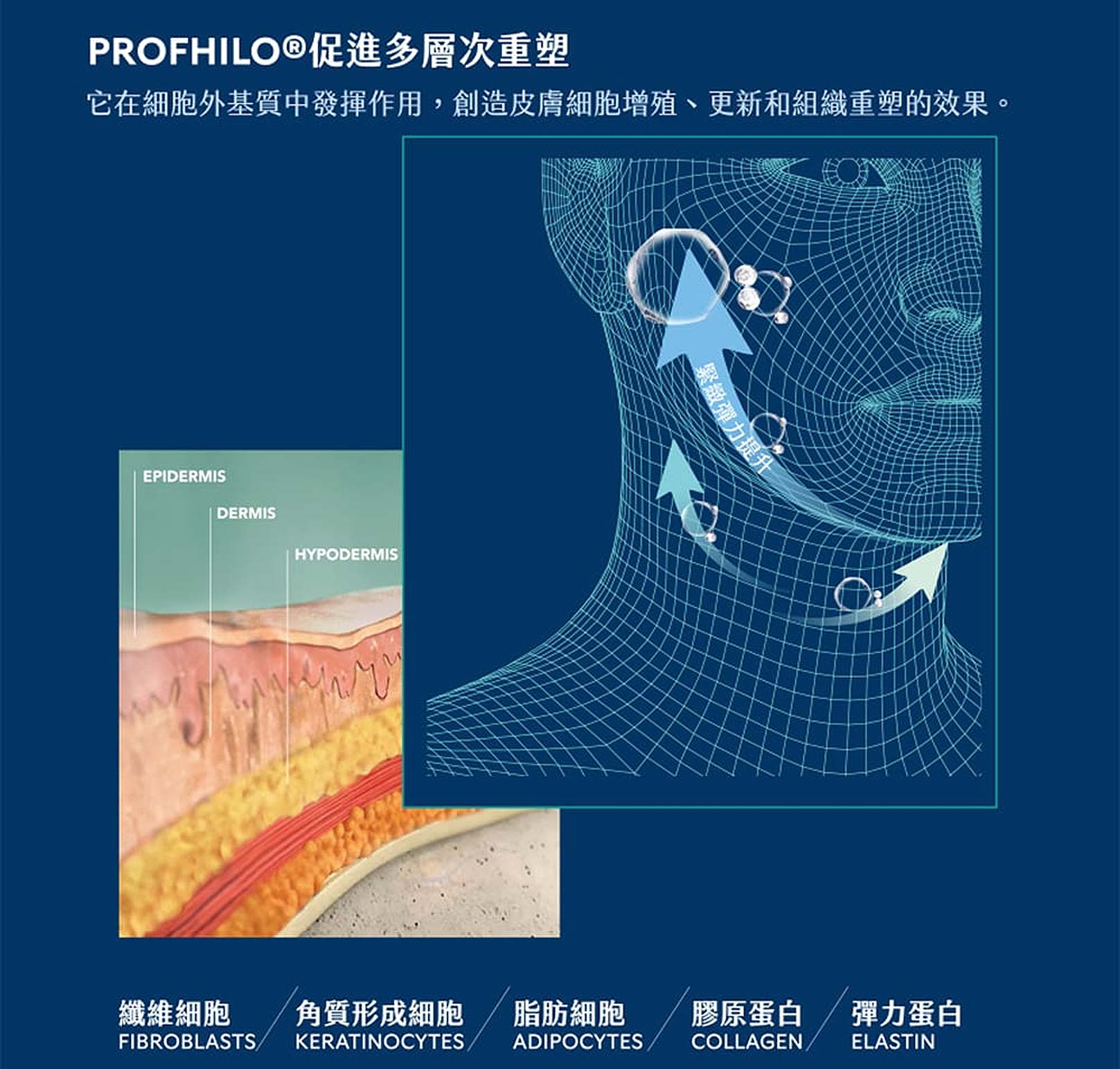 逆時針,PROFHILO,形象大使曾馨瑩,PROFHILO促進多層次重塑,它在細胞外基質中發揮作用,創造皮膚細胞增殖、更新和組織重塑的效果,纖維細胞FIBROBLASTS,角質形成細胞KERATINOCYTES,脂肪細胞ADIPOCYTES,膠原蛋白COLLAGEN,彈力蛋白ELASTIN,韓后醫美