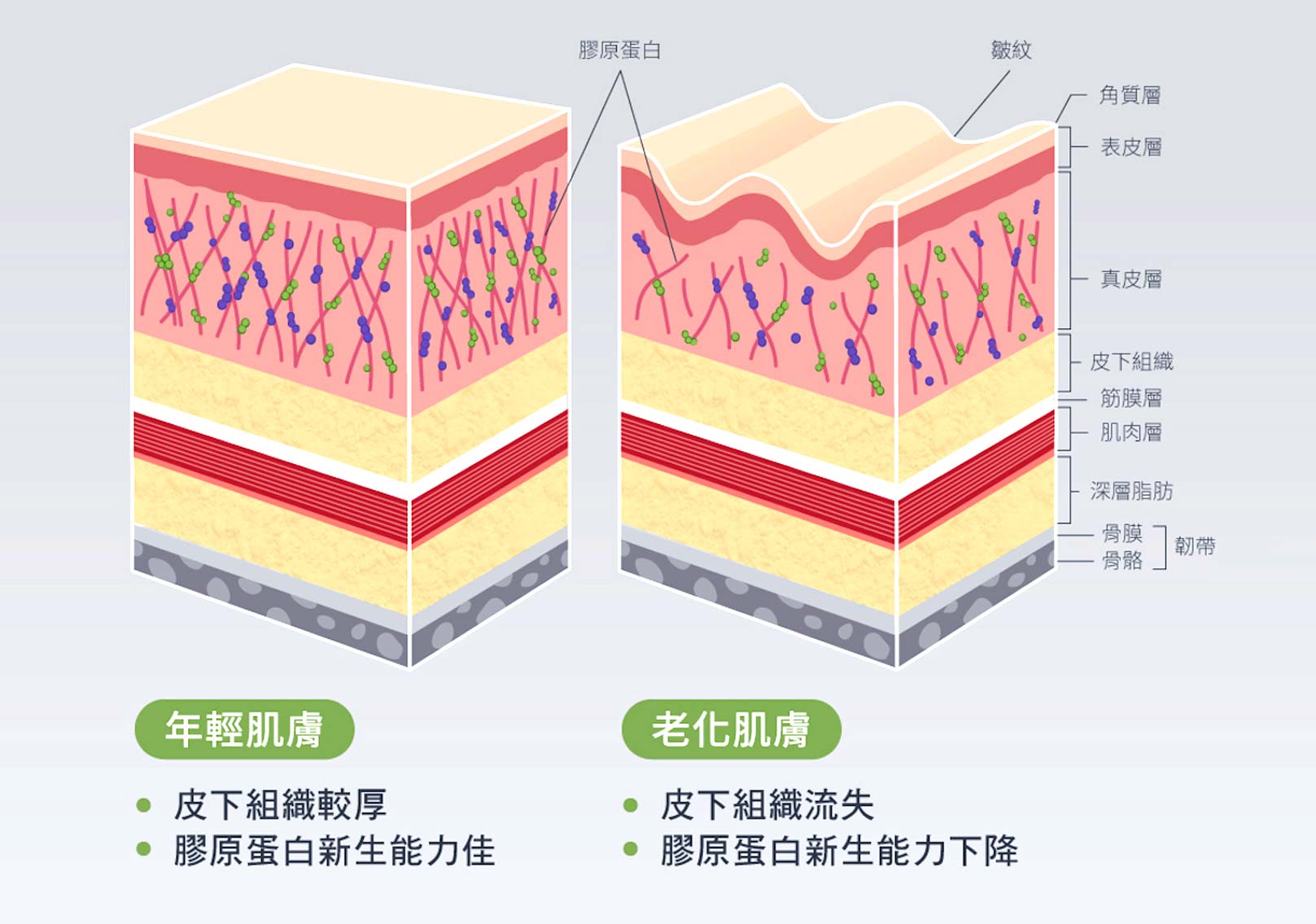 輪廓固定術,年輕肌膚：皮下組織較厚、膠原蛋白新生能力佳。老化肌膚：皮下組織流失、膠原蛋白新生能力下降。韓后醫美